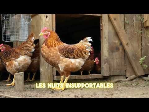 Poules qui dorment dehors : Erreur ou Normal ? 🐔