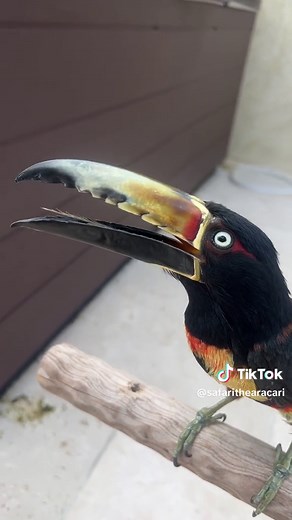 One of the worlds weirdest tongues #toucan#toucantok#toucansoftiktok#animals#amazinganimals#pets#petsoftiktok#tongue