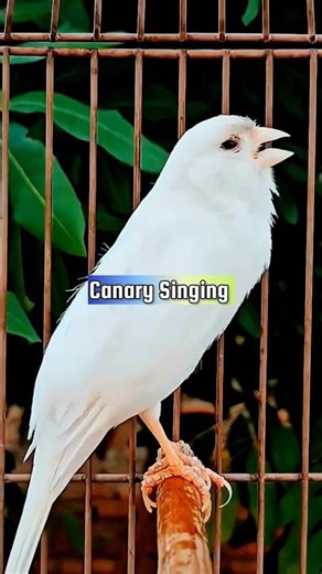 Canary Singing Training Male | Canary Pronunciation #canarytraining #kenari #galerikenariindonesia