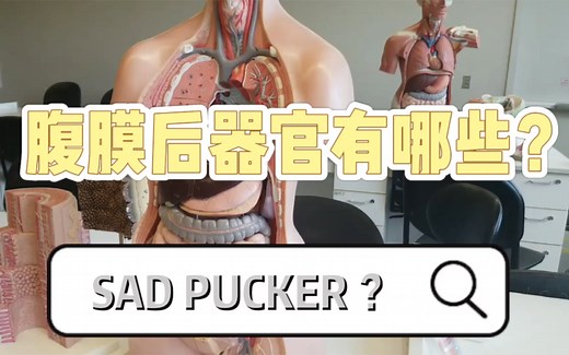 腹膜后器官有哪些？如何才能高效记住？（Retroperitoneal organs, mnemonic: “SAD PUCKER”)