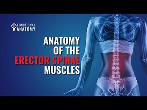 Anatomy of the Erector Spinae Muscles