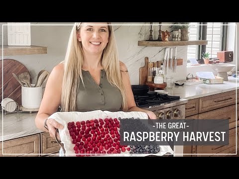 Harvesting & Preserving Raspberries! Low Sugar Seedless Jam, Cleaning, Freezing & Baking