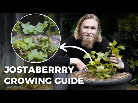 How to Grow Delicious Jostaberry