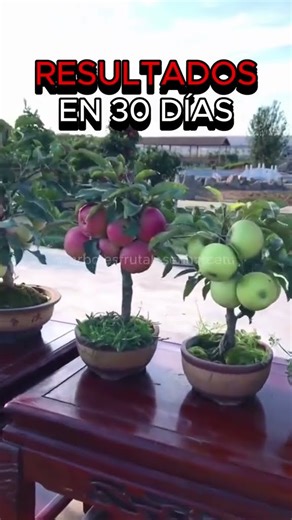 How to make homemade fertilizer for my potted plants