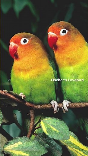 The Stunning Colors of Lovebirds