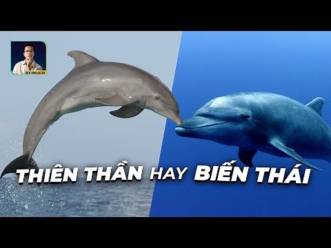 NHỮNG SỰ THẬT TRẦN TRỤI VỀ CÁ HEO | DISCOVERY