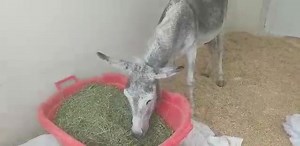 12K views · 1.3K reactions | This morning our sweet old boy Cookie...