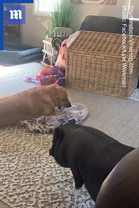 63K views · 1.1K reactions | The pooch isn’t in the mood for that pig's games!  via Shutterstock | Daily Mail Video | Facebook