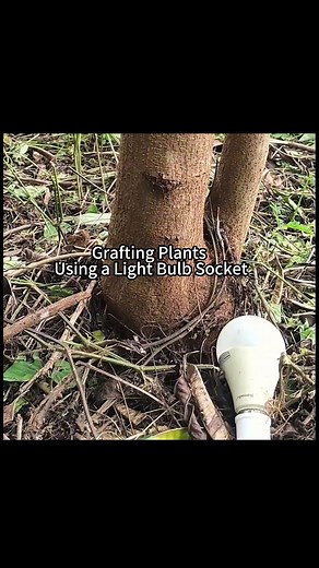 7.5K views · 19 reactions | A unique and creative way to graft plants using a light bulb socket. #PlantGrafting #DIYGardening #CreativeFarming #HomeGarden #SimpleLife #SmartIdeas #GardeningHacks #PlantLovers #reelsvideo #satisfying #asmr #bonsai #tea #nature #asmr  | Dza Zakaria | Facebook