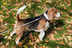 ビンゴの歌 BINGO SONG 歌詞の意味・和訳