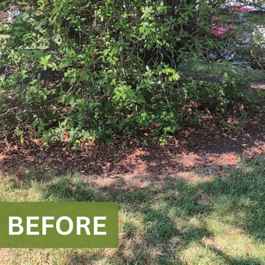 From overgrown and unsafe to healthy and polished—see the difference professional trimming makes. Protect your property and keep your trees thriving with Tree Times of Richmond. Contact us today: https://www.treetimesofrichmond.com/contact-us/ #TreeTimesofRichmond #TreeTrimming #TreeCareExperts #RichmondVA | Tree Times of Richmond INC.