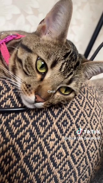 Love you 🥰 #cocotheprincess1 #catlover #bengalcat #foryour #f #catsoftiktok #treanding #explorepage✨ #fyp #foryoupage❤️❤️