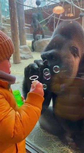 Bubble Peek Gorilla 🫧