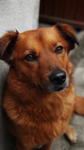 How humans domesticated dogs. | Hashem Al-Ghaili