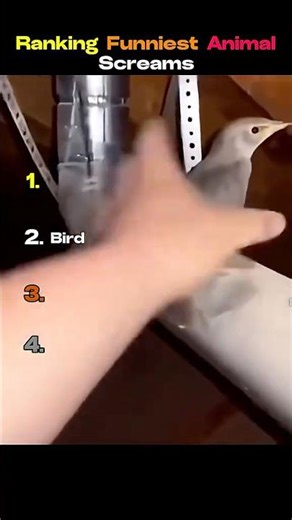 Top 5 Funniest Animal Screams Ever 😭🦊😂 (#3 Is Crazy)