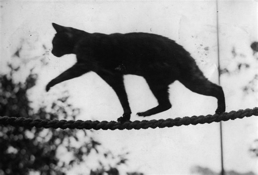 Aurora cat stuck on energy pole for five days is rescued - 98.5 KYGO