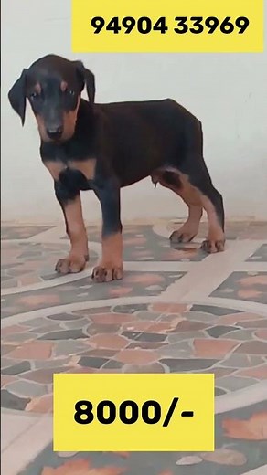 Doberman puppies for sale - 94904 33969