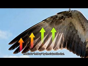 How Bird Wings Create Lift
