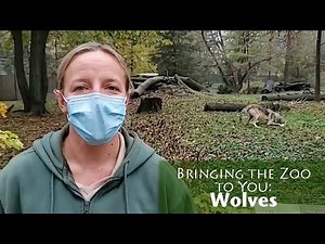 Bringing the Zoo to You: Wolves