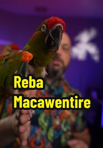 Red Front Macaw Update part 1 ( The Hen ) #parrot #rescuebird #macaw #redfrontmacaw #birds