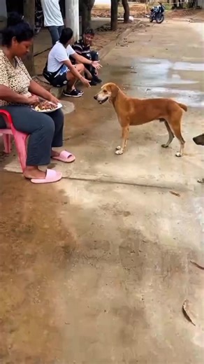 Hilarious Dogs Compilation with Gehgeh Voice