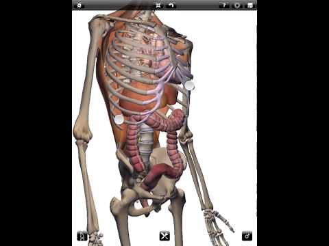 ZYGOTE 3D ANATOMY ATLAS & DISSECTION LAB APP-- Intro