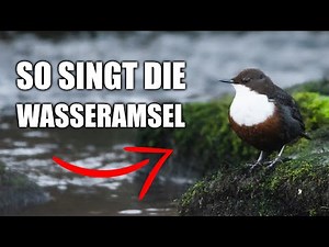 Dipper - Learn bird calls