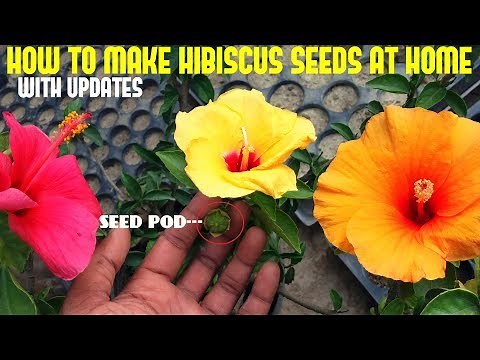 How to Make Hybrid Hibiscus or Hibiscus Seeds at Home(With Updates)