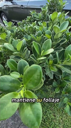 Laurel de la India: así logras esta forma increíble #plantas #jardineria #ficus #arboles