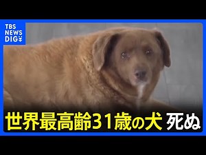 世界最高齢の犬ボビ死ぬ 31歳｜TBS NEWS DIG