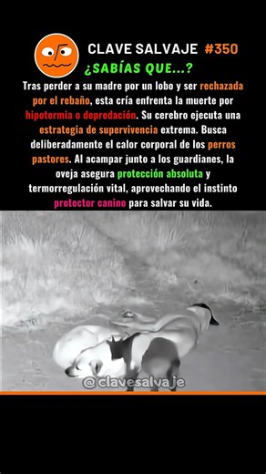 ¡La Alianza Táctica De La Oveja Huérfana! 🧠 350% #supervivencia #naturaleza #animales
