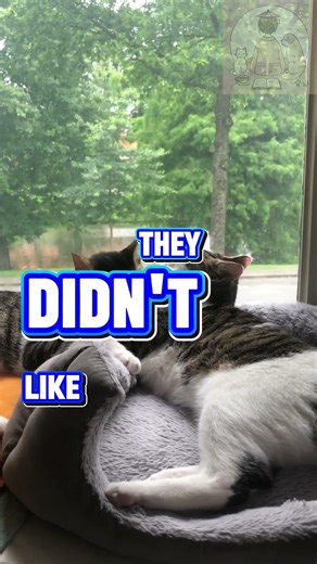 Cats Have Amazing Memory