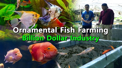 Ornamental Fish Farming, Billion Dollar Industry Ornamental Fish Farming Billion Dollar Industry Want to be Featured? Share your Brand Story. Messenger: Tito Jay Dimapilis CP# 09166428780 email: agreesaagri@gmail.com Contact Details : Jayson Francisco - 09223019076 FB Page: https://www.facebook.com/jmppetfinder... #AgreeSaAgri #ornamentalfish #fish #petshop #Aquaculture #agriculture #fisheries | Agree sa Agri