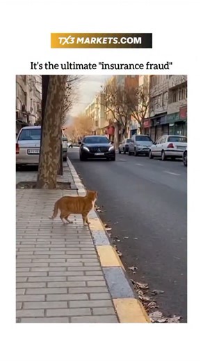 UNIVERSAL REEL HUB on Instagram: "This viral reel features a ginger cat who is clearly a professional actor, staging the most hilarious "accident" for a potential insurance payout. As a black Mercedes slowly approaches, the feline waits for the perfect moment to throw itself in front of the car, rolling around and letting out a dramatic, high-pitched scream that would win an Oscar! 🏆 It’s the ultimate "insurance fraud" cat, perfectly capturing the hilarious ways pets can be total drama queens. 
