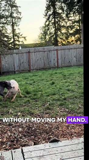 Just an example how pitbulls play. Ari (the gray) is 4 and Zena (Merle) is 7 months . lol