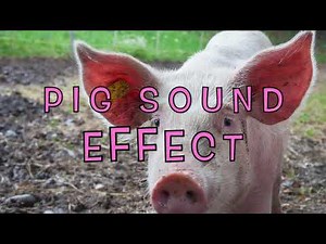 Pig sound effect - pig squealing (free download)