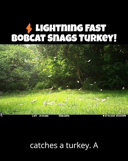 ⚡ Lightning Fast Bobcat Snags Turkey! Unbelievable Precision Hunt. 🎥: Browning Trail Cameras