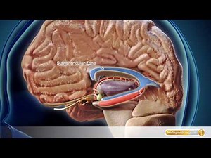 Anatomie: Gehirn und Neuronales Netzwerk