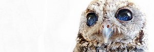In photos: An update on 'Zeus' the starry-eyed owl