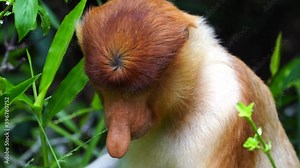 Wild Proboscis monkey or Nasalis larvatus, in the rainforest of island Borneo, Malaysia, close up. Proboscis monkey eating green grass