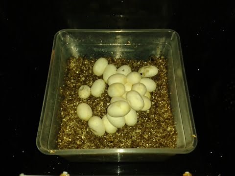 Eclosión de huevos de serpiente