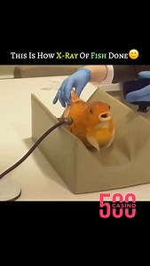 Medical | Science | Facts on Instagram: "This shows a fish being carefully prepared for an X-ray as part of a veterinary examination. X-rays help experts assess the fish’s internal health, bones, and organs without causing harm. The process is safe, non-invasive, and carried out under professional supervision. . . . #trendingreels #didyouknow #mindblowing #intresting #medicalfacts #biologyfacts #humanbody #sciencedaily #disease #disorder #postmartem #doctor #nurse #explore #viral #knowledge #xra