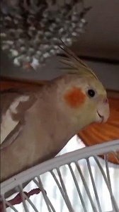 🕊️😍🕊️😍😍