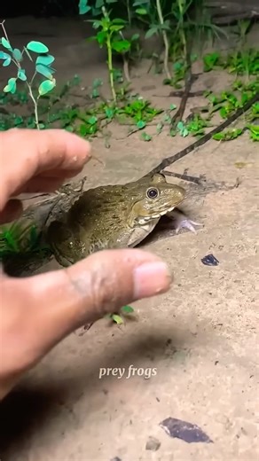 Boing catch frogs funny |froggy catch funnywep wep |funny froggy #shorts