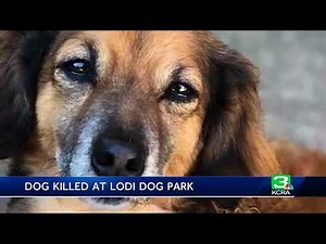 Small dog attacked, killed by 2 large dogs at Lodi park