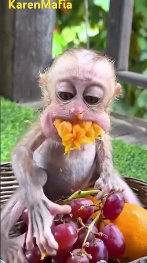 Our baby monkeys can eat all that they want, we love them, we care. #shorts #babymonkey #karenmafia