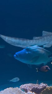 Humphead wrasses are one of the largest fish found in reefs, growing up to seven feet long and weighing over 400 pounds! Humphead wrasses are also known as the Maori wrasse because of the patterns near their faces. The humphead wrasse is classified as endangered by the International Union for Conservation of Nature (IUCN). | Point Defiance Zoo & Aquarium