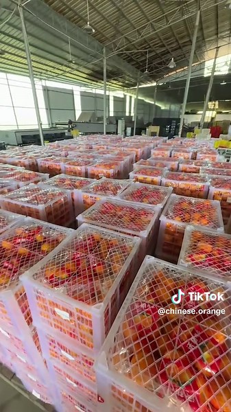 🍊🍊🍇🍇jeruk shatang oren shatang#Fruit #Tangerine #tangerine🍊 #orange #shatangorange