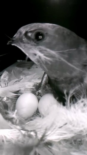 Swifts in London have 2 eggs 🥚🥚😁 #wildlife #birdwatching #nature #nestbox #livecam #swifts #nestboxlive | Nest Box Live