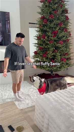 My Husky Is On The Naughty List 👀😳